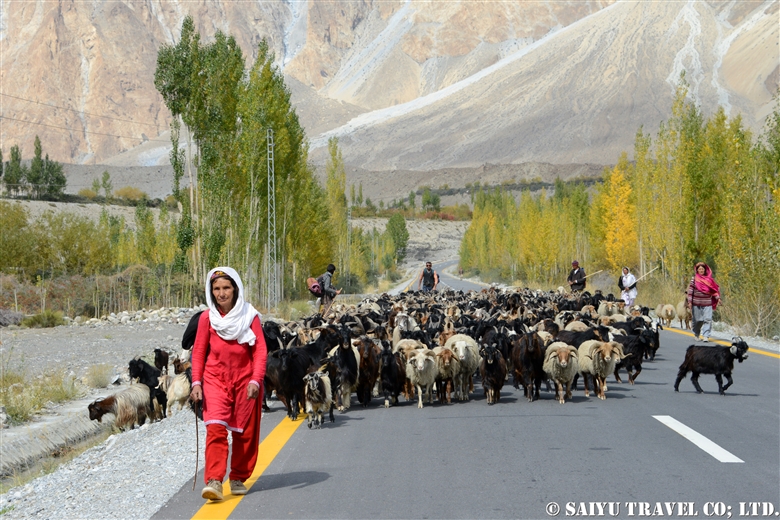 Northern Pakistan’s autumn feature: meet the movement of livestock in Passu